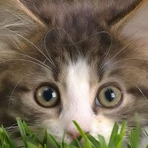 Gatinho Fofo na Grama