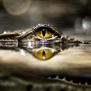 Reflexo do Olho de Crocodilo