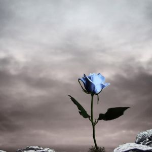 Rosa Azul na Natureza