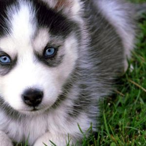 Filhote de Husky Fofo