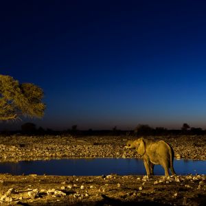 Elefante Majestoso ao Anoitecer