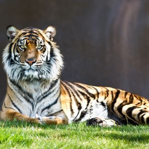 Tigre Majestoso na Natureza