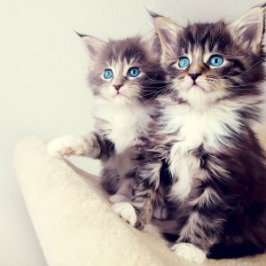 Gatinhos Fofos com Olhos Azuis