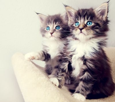 Gatinhos Fofos com Olhos Azuis