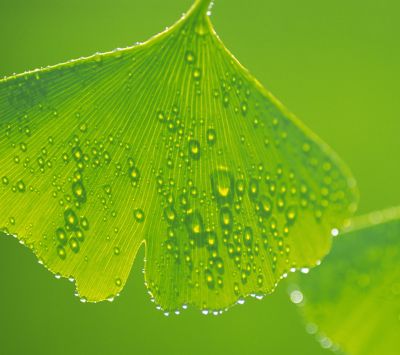 Folha de Ginkgo com gotas de orvalho