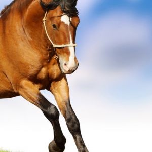 Cavalo Correndo