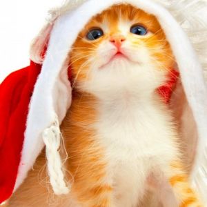Gatinho Fofo com Chapéu de Natal