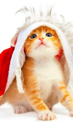 Gatinho Fofo com Chapéu de Natal