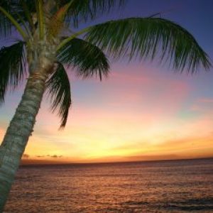 Pôr do Sol Tropical com Palmeira