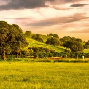 Paisagem Verde Serena