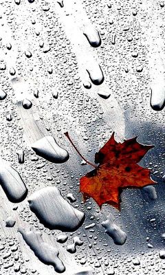 Gotas de Chuva em Folha