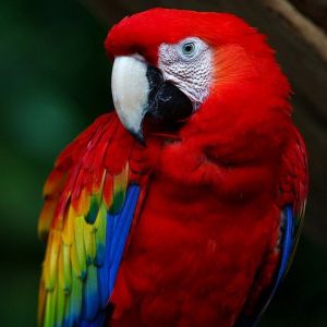 Arara Escarlate Colorida