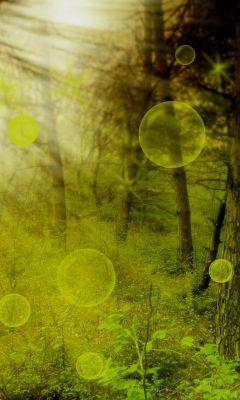 Floresta Mística com Orbes Brilhantes
