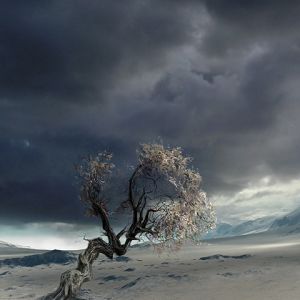 Árvore Solitária em Paisagem Desértica