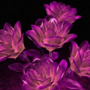 Flores de Lótus Roxas Vibrantes