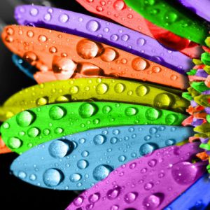 Pétalas de Flor Coloridas com Gotas de Água