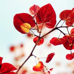 Folhas Vermelhas Vibrantes