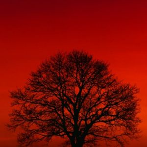 Silhueta de Árvore ao Pôr do Sol