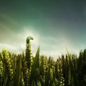 Campo de trigo com lagarta