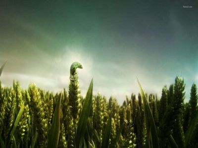 Campo de trigo com lagarta