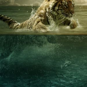 Tigre nadando na água