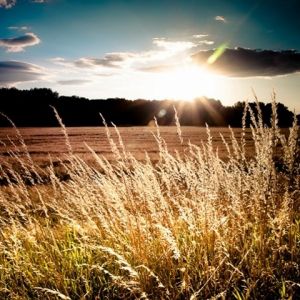 Pôr do Sol Dourado sobre Campos