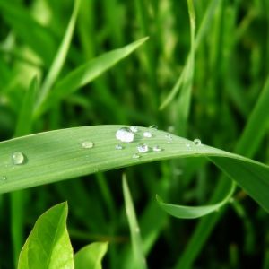 Grama Verde Fresca com Gotas de Orvalho