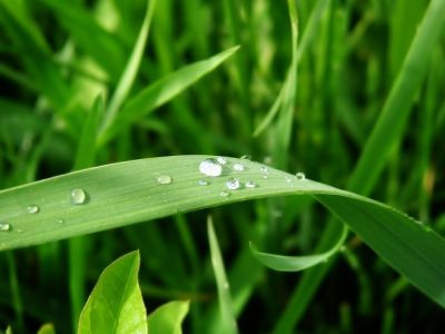 Grama Verde Fresca com Gotas de Orvalho