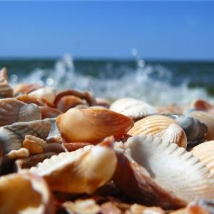 Conchas na Praia
