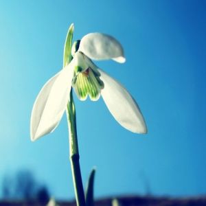 Flor de Floco de Neve em Flor