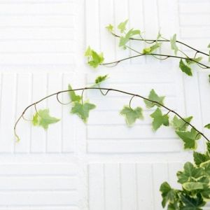 Ivy Verde em Fundo Branco