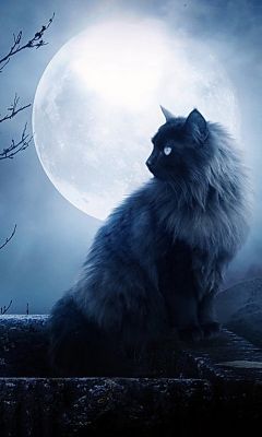 Gato Místico Sob a Lua Cheia