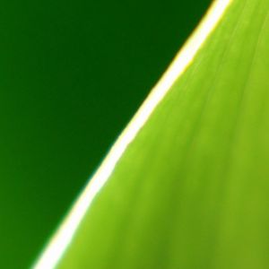 Close-up de uma folha verde