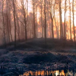 Amanhecer na Floresta Nebulosa