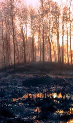 Amanhecer na Floresta Nebulosa