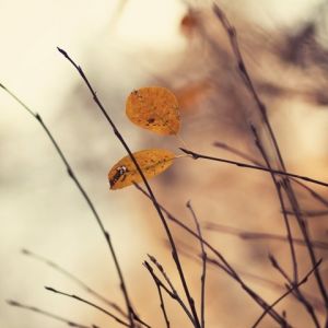 Folhas de Outono em Ramos