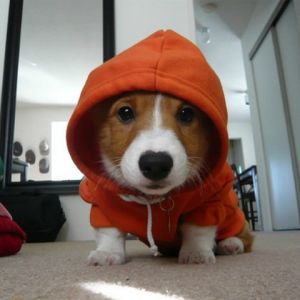 Corgi Fofo com Moletom
