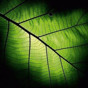 Folha Verde em Close-Up