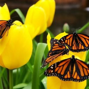 Borboletas Monarca em Tulipas