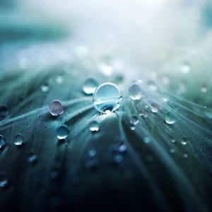 Gotas de água em folhas