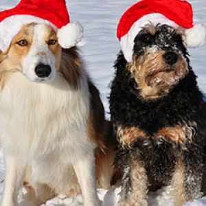 Cães com Chapéus de Natal