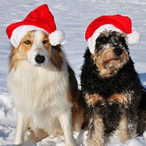 Cães com chapéus de Natal