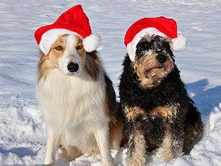 Cães com chapéus de Natal