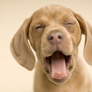 Cachorrinho Fofo Bocejando