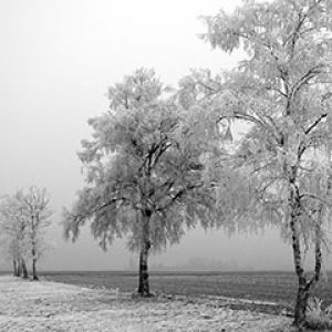 Paisagem Invernal Congelada