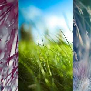 Fotografia de Natureza em Close-Up