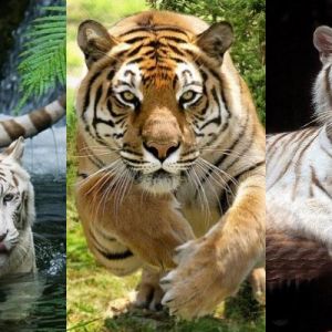 Tigres Majestosos na Natureza