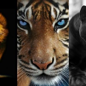 Grandes Felinos Majestosos