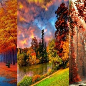 Paisagens Florestais de Outono