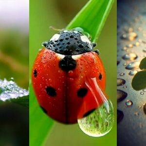 Natureza e Joaninha em Close-Up